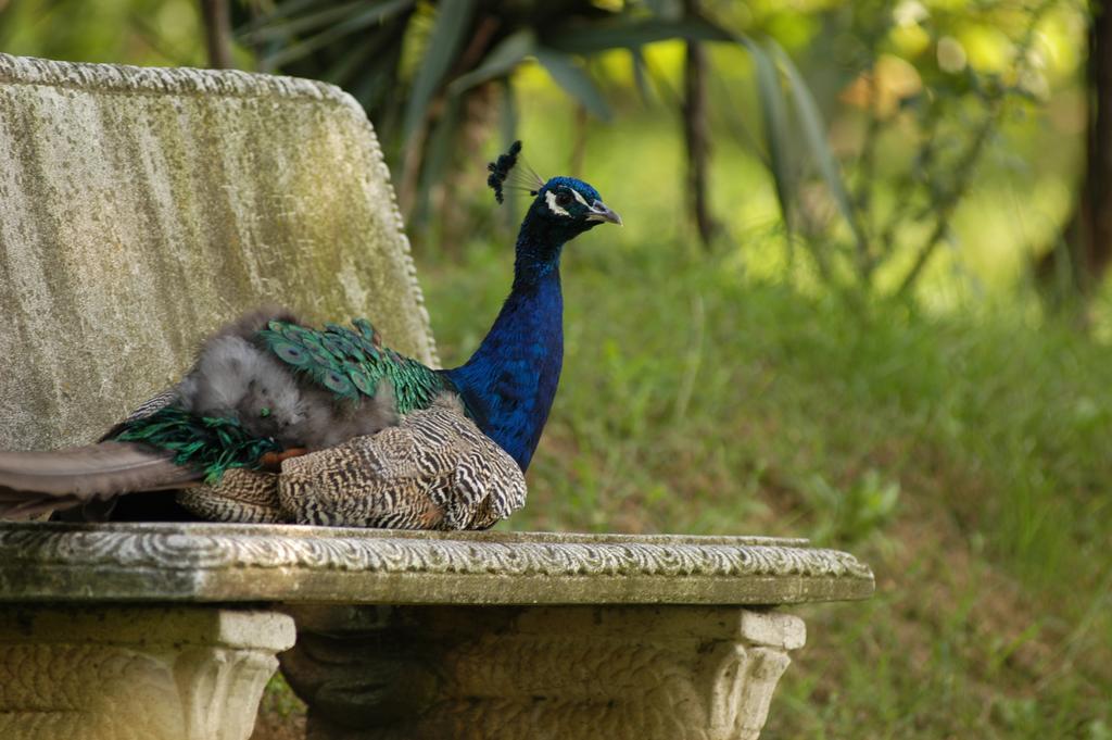 Fattoria Paradiso Bertinoro Kültér fotó